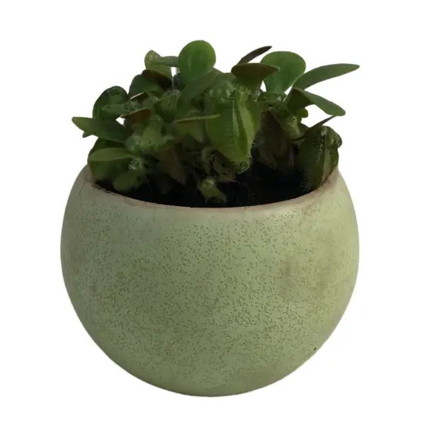 teachers day gift ideas for female: Succulent