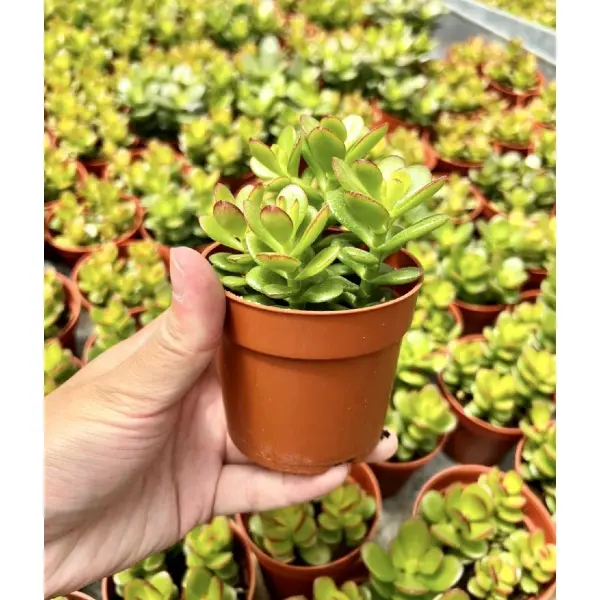 succulent - teachers day gift ideas