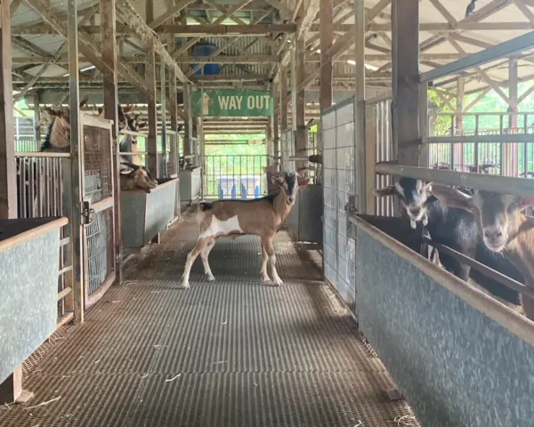 Hay Dairies Goat Farm children's activities december singapore