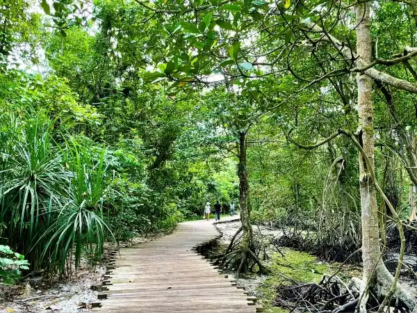 chek jawa wetlands Mangrove Boardwalk