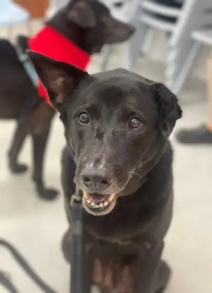 Singapore Special Walk: Doggie Date for a Cause