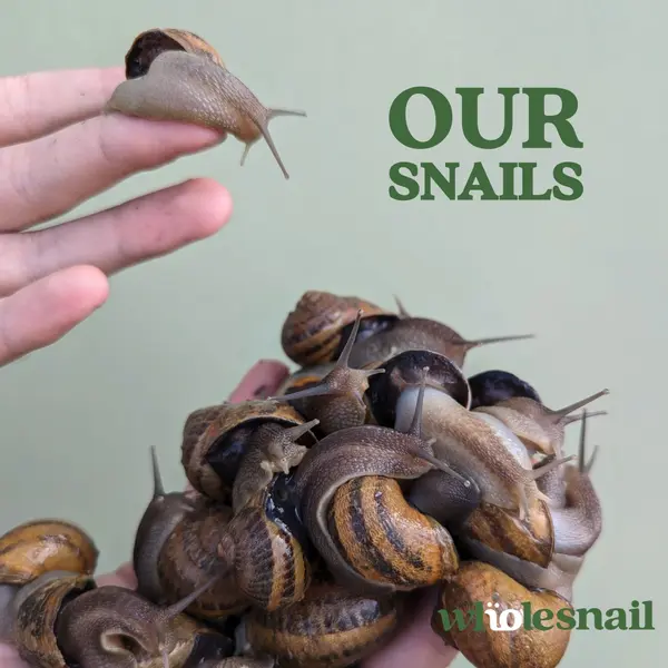 Whole Snail Farm things to do in singapore this weekend