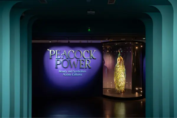 things to do in singapore this weekend Peacock Power: Beauty and Symbolism Across Cultures