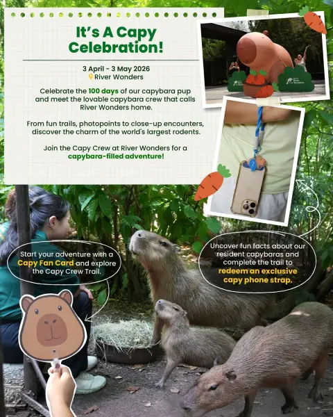 Things to do in Singapore this Weekend - It's a Capy Celebration at River Wonders