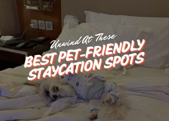 pet friendly staycation ideas singapore
