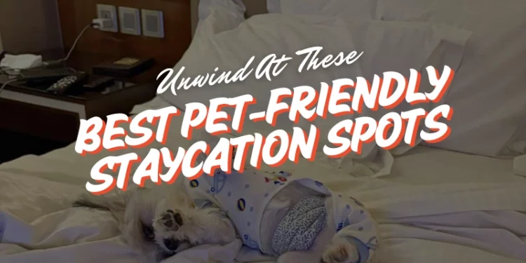 pet friendly staycation ideas singapore