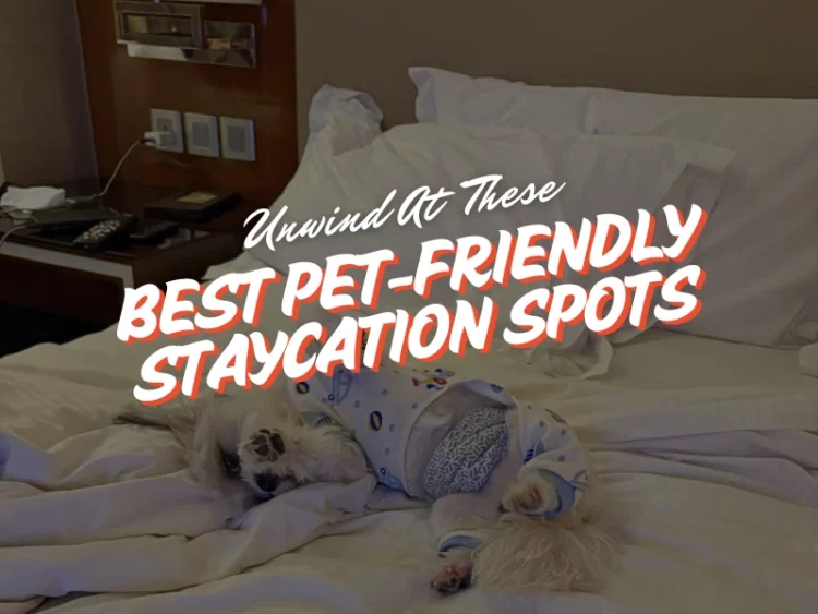 pet friendly staycation ideas singapore