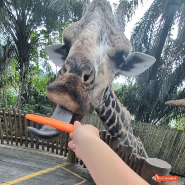 singapore zoo giraffe feeding review