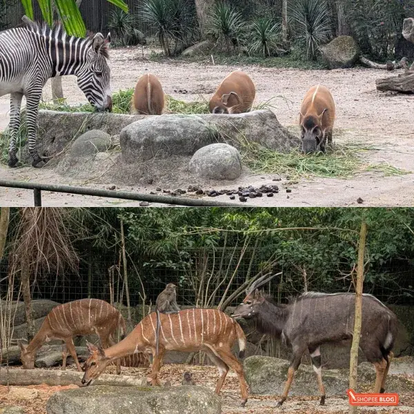 singapore zoo review animals cohabitating