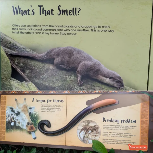 singapore zoo review information